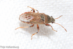 Heterogaster artemisiae