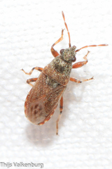 Heterogaster artemisiae