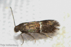 Klimeschia thymetella