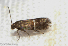 Klimeschia thymetella