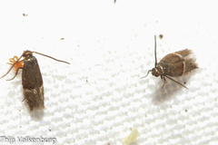 Klimeschia thymetella