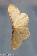 Idaea bigladiata