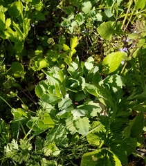 Hylotelephium maximum × spectabile