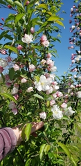 Malus