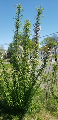 Malus