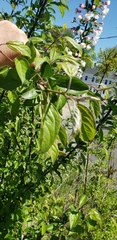 Malus