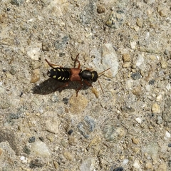 Staphylinus caesareus