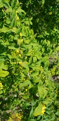 Magnoliopsida