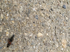 Staphylinus caesareus