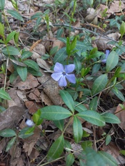 Vinca minor