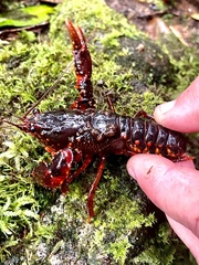 Euastacus suttoni