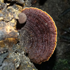 Hymenochaete setipora