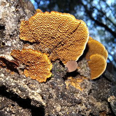 Hymenochaete setipora