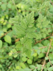Chaerophyllum temulum