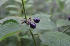 Miconia crenata