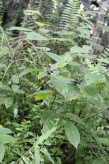 Miconia crenata