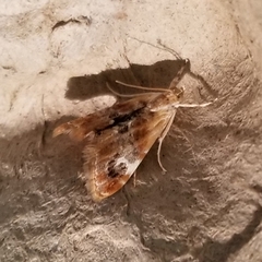 Glaphyriinae