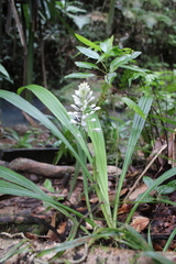 Calanthe