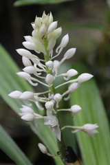 Calanthe