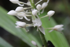 Calanthe