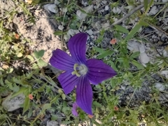 Campanula ramosissima