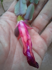 Schlumbergera buckleyi