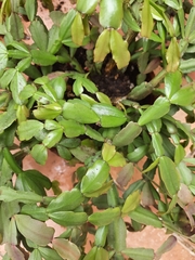 Schlumbergera buckleyi