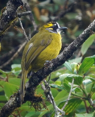 Pycnonotus penicillatus