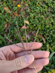 Dichanthium annulatum annulatum
