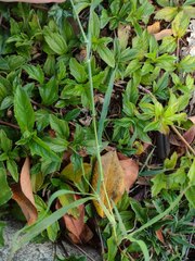 Dichanthium annulatum annulatum