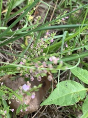 Scutellaria racemosa