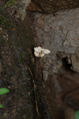 Marasmius berteroi