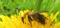 Andrena thoracica