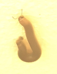 Pachyiulus flavipes
