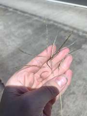 Dichanthium annulatum annulatum