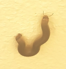 Pachyiulus flavipes