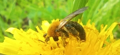Andrena thoracica