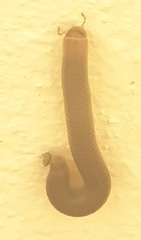 Pachyiulus flavipes