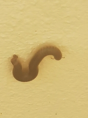 Pachyiulus flavipes