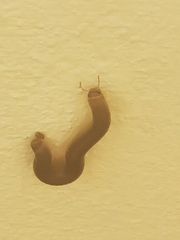 Pachyiulus flavipes