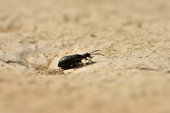 Arima marginata