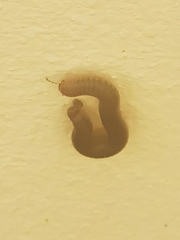 Pachyiulus flavipes