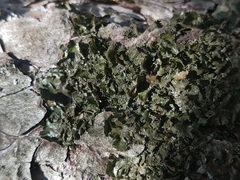 Melanohalea elegantula