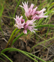 Allium tolmiei