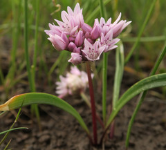 Allium tolmiei
