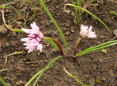 Allium tolmiei