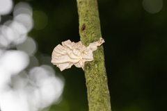 Marasmius neosessilis