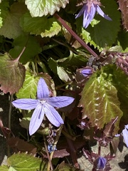 Campanula poscharskyana