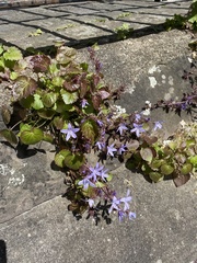 Campanula poscharskyana