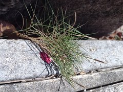 Zoysia pacifica